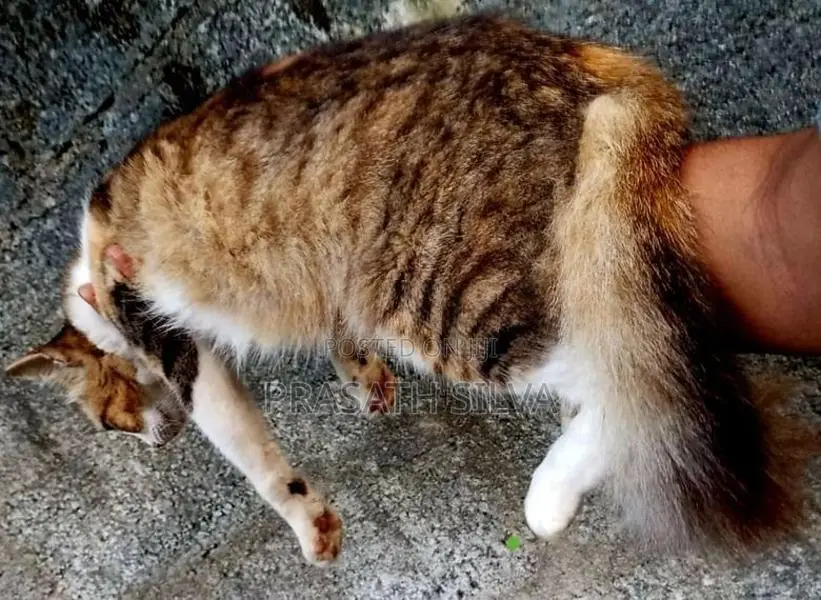 Persian kittens