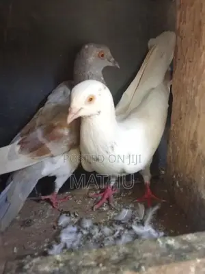 pigeon
