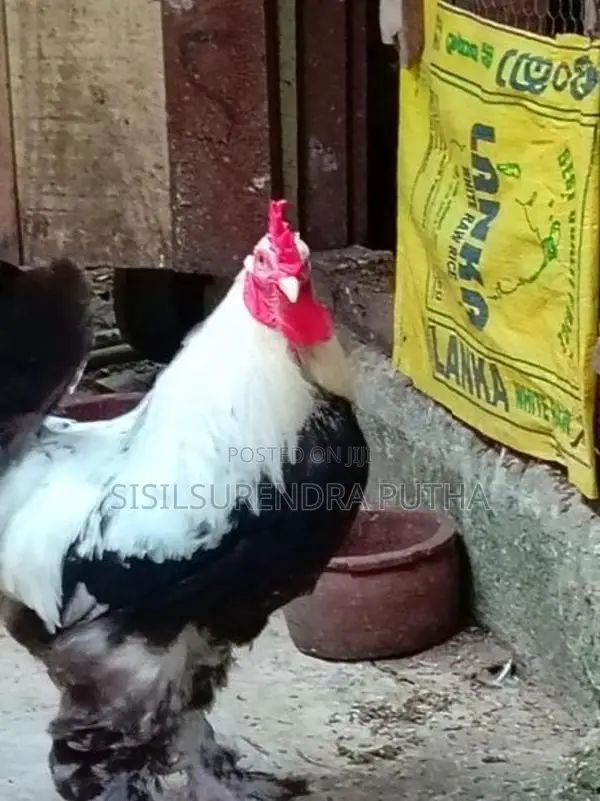 බාරාම කුකුලෙක්