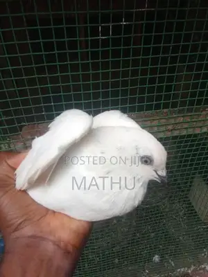 pigeon
