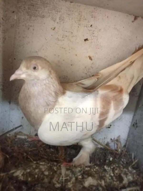 pigeon