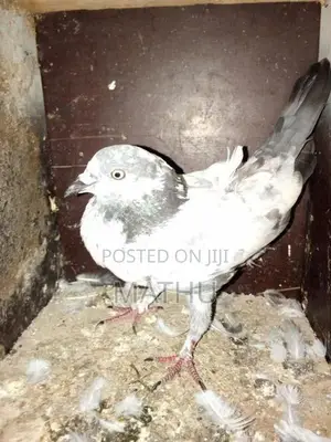 pigeon
