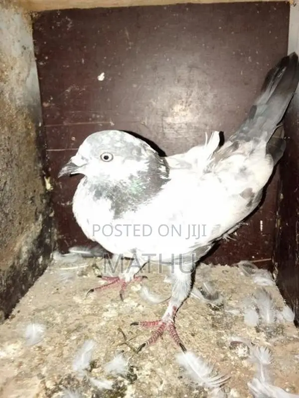 pigeon