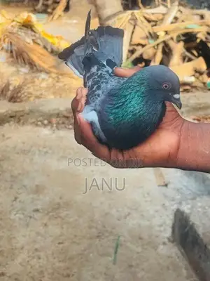 pigeon