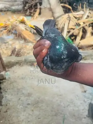 pigeon