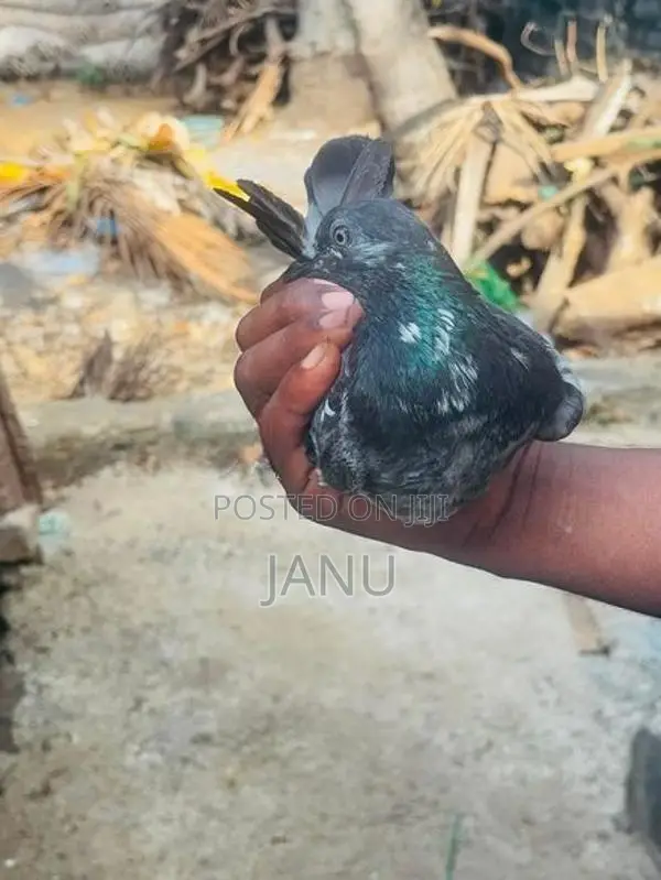 pigeon