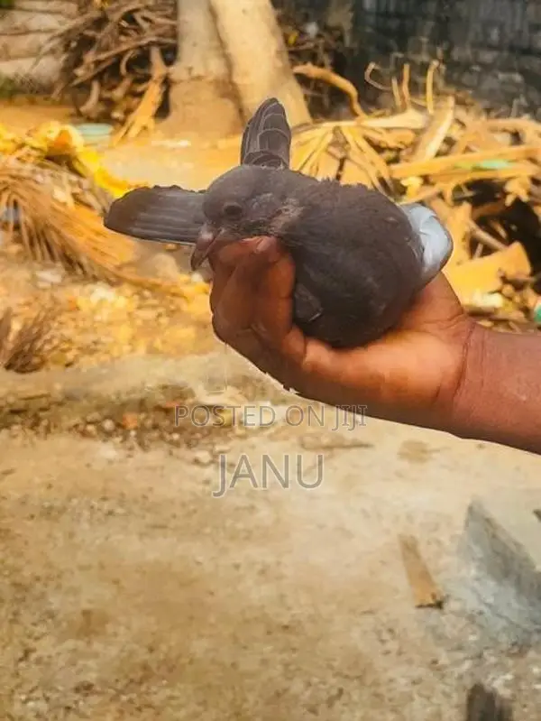pigeon