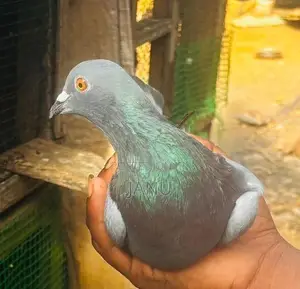 pigeon