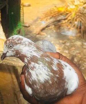 pigeon