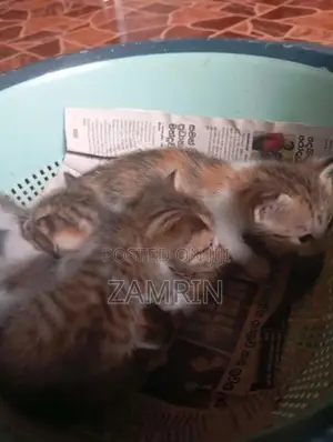 Cross Cat