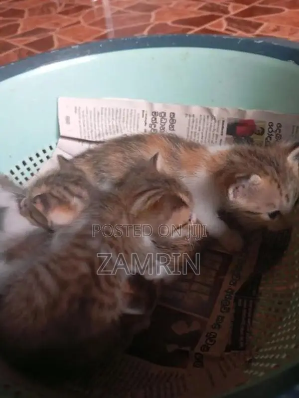 Cross Cat