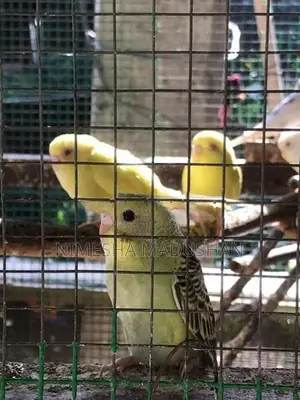 Love Birds