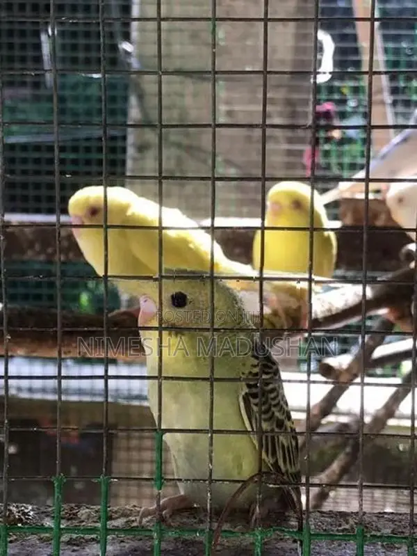 Love Birds