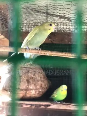 Love Birds
