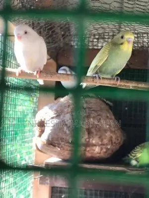 Love Birds