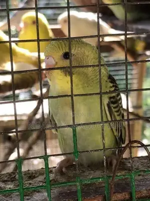 Love Birds