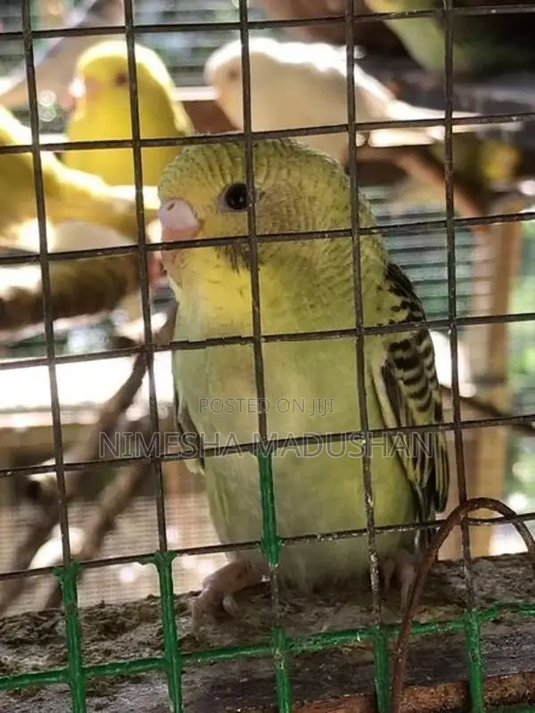 Love Birds