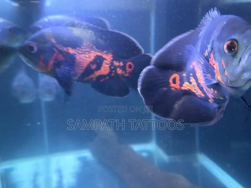 Oscar fish
