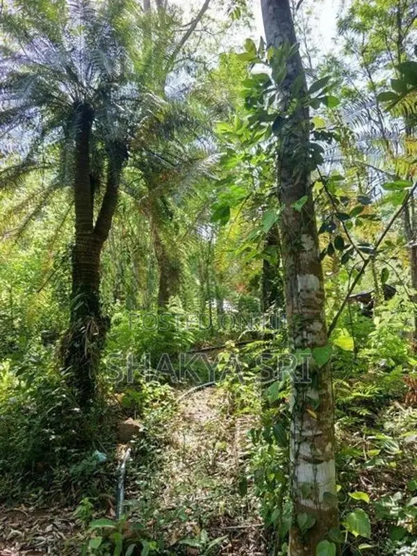 Valuable Land for Sale Bibile