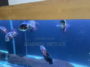 Oscar fish