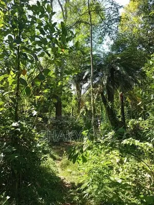 Valuable Land for Sale Bibile