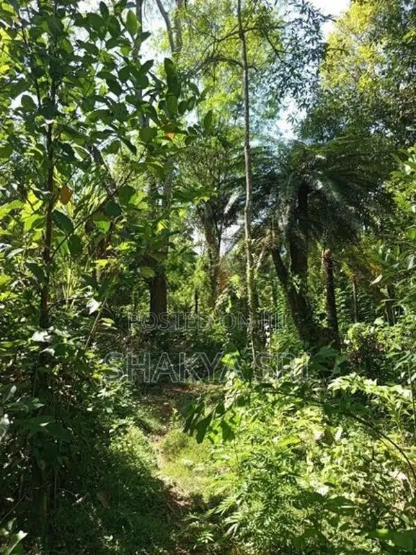 Valuable Land for Sale Bibile