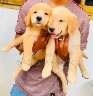 Golden Retriever Puppies