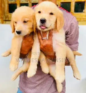 Golden Retriever Puppies