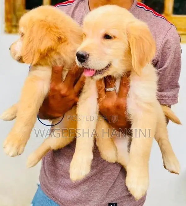 Golden Retriever Puppies