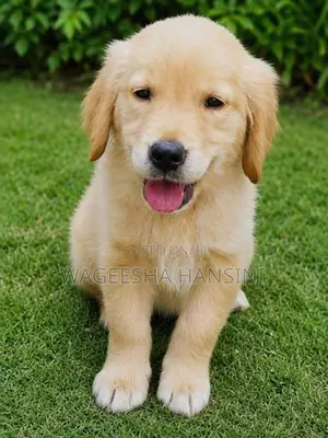 Golden Retriever Puppies