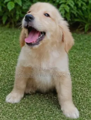 Golden Retriever Puppies