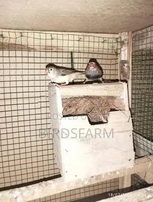 Finches Birds