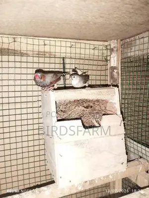 Finches Birds