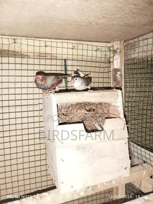 Finches Birds