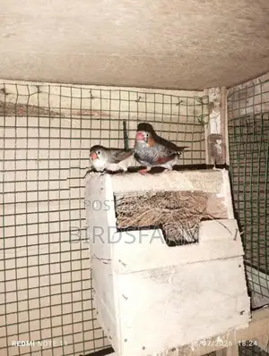 Finches Birds