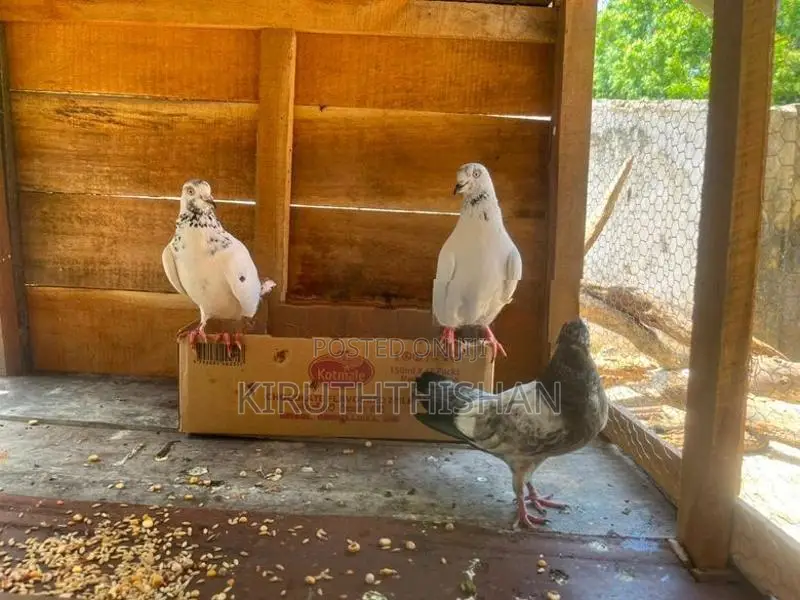 Keeri Suthuvara Pigeon
