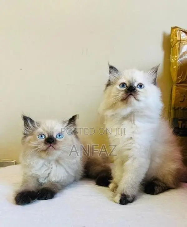 Persian Cats