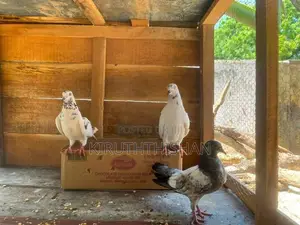 Keeri Suthuvara Pigeon