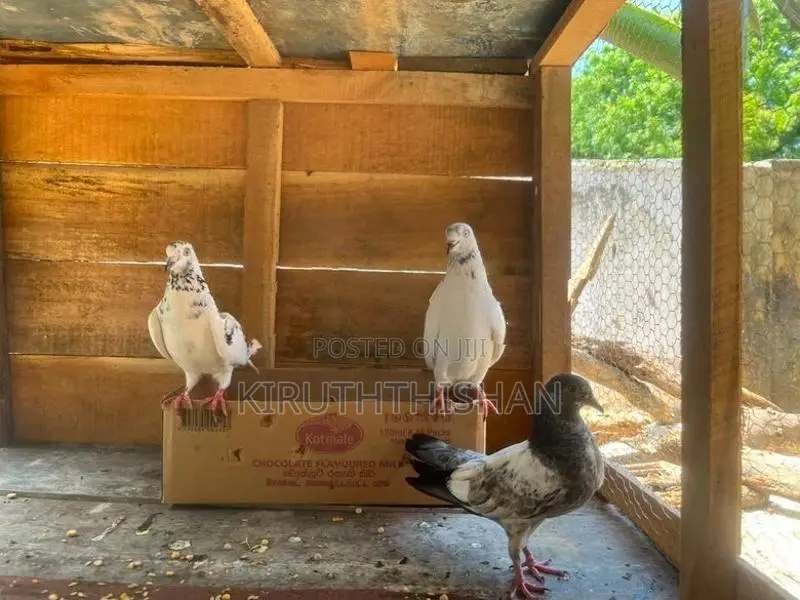 Keeri Suthuvara Pigeon