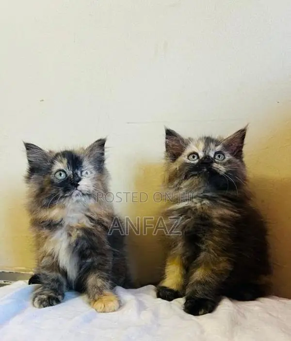 Persian Cats