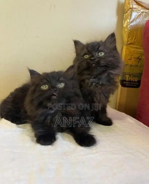 Persian Cats