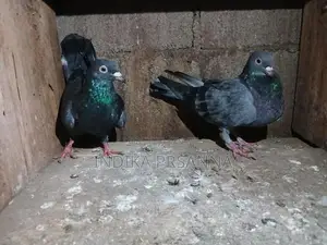Pigeons