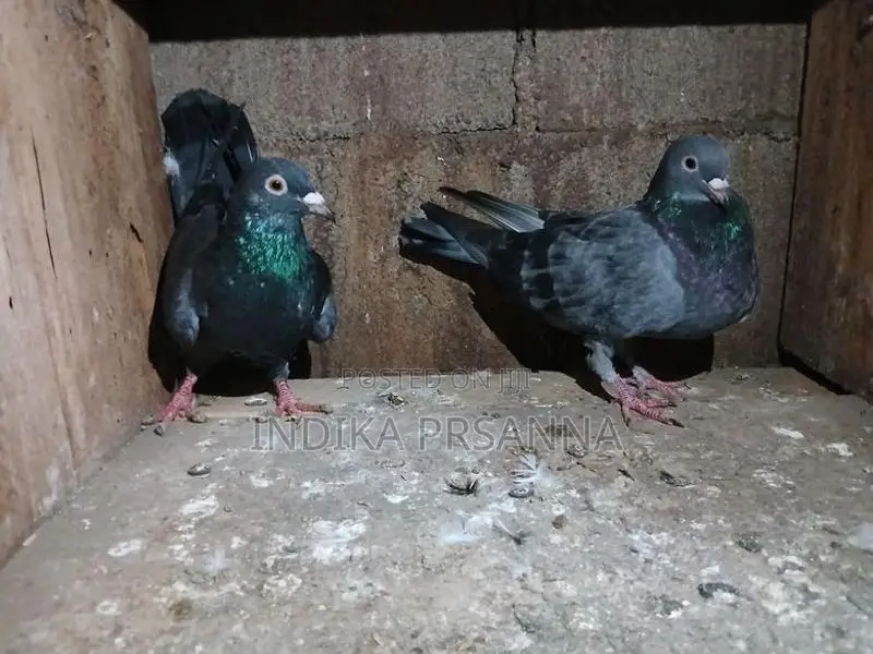 Pigeons
