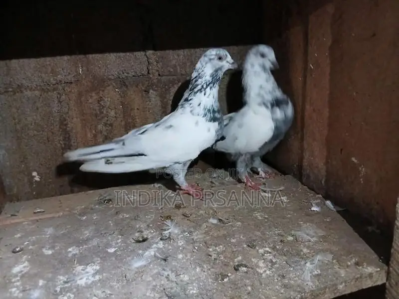 Pigeons