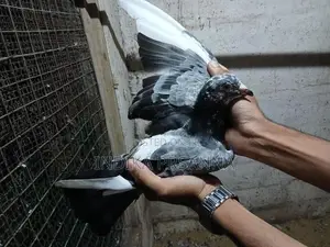 Pigeons