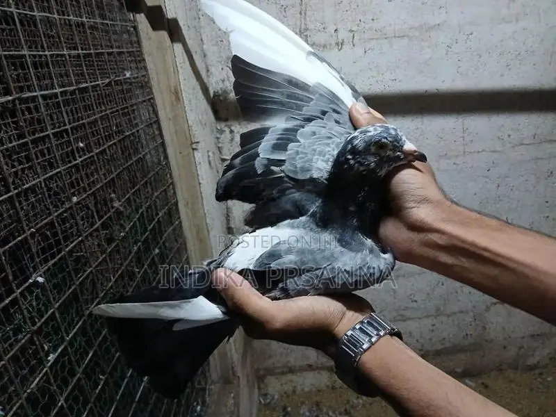 Pigeons