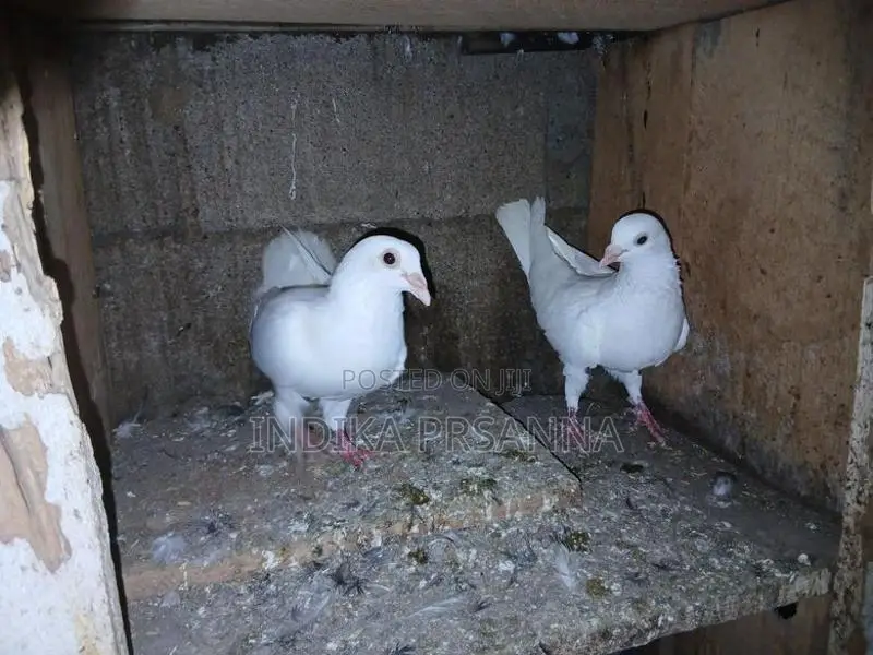 Pigeons