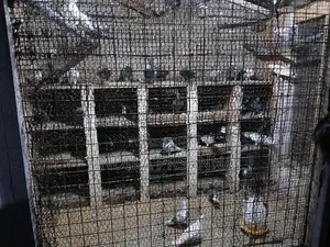 Pigeons