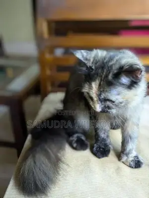 Persian Female Cat