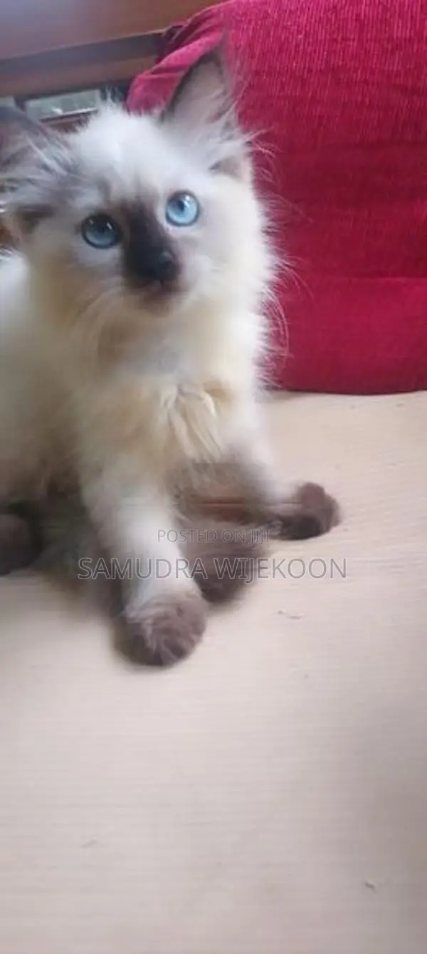 Himalayan Female Kitten